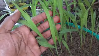 Easy Plant Potting Method|| ചെടി നടാൻ ഏറ്റവും നല്ല മാർഗ്ഗം||