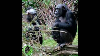 Chimpanzee With Suckling Baby Chimp #shorts