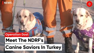 NDRF’s Romeo And Julie Save 6-Year-Old From Rubble In Nurdagi Town | Operation Dost In Turkey