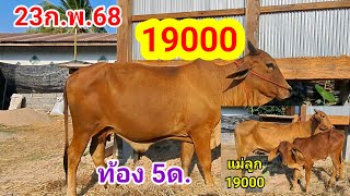 เปิดราคาวัวท้อง วัวแม่ลูก/23ก.พ.68 /บ่าวตึ๋ง 080-188-5110