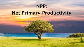 Net Primary Productivity