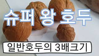 @ 슈퍼호두 왕호두 계란크기만 해요 묘목가식 해 두었어요