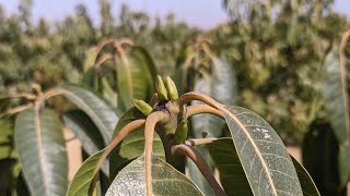 معلومة جديدة | إزاي تعرف التزهير من النمو الخضري من شكل البراعم 🥭👌