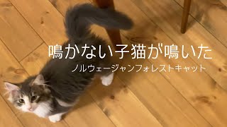 【ノルウェージャンフォレストキャット】ほとんど鳴く事がない子猫の鳴き声がこちらです