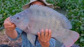 Fishing for giant tilapia in natural river | Phuong Thao Fishing