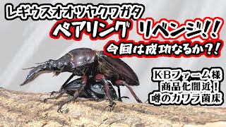 リベンジ！レギウスオオツヤクワガタのペアリングを成功させる！！【亜雄晴のクワカブ飼育記】