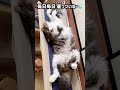 連日の猛暑、我が家の猫様たちは・・・ 保護猫 ハチワレ キジシロ かわいい猫 お昼寝