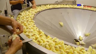 See How This Machine Removes Chicken From Eggs In Seconds, Efficient Manufacturing Process 2021