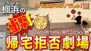 【楓浜（ふうひん）】残業の楓浜🍁まさかの断固帰宅拒否😱にナカさん登場❗️飼育員さんの呼びかけに激オコ💢