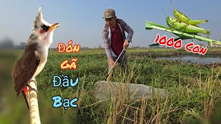 Vợt Hàng Nghìn Con Cào Cào Giống Để Đón Chào Mào Đầu Bạc Về Ghép Sinh Sản / HIỆP CUỘI TV