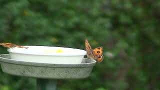 多摩動物園の昆虫館１