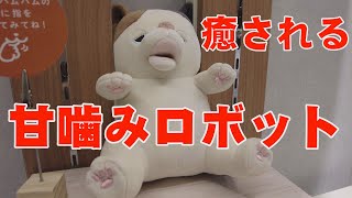 4k ネコ歩き～甘噛みハムハム・ゆずちゃん～