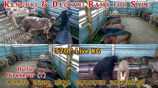 Kenguri \u0026 Deccani Sheep for Sale at Hullur in Hirekerur Taluk of Haveri District Karnataka