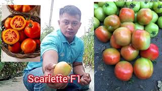 Pinaka bagong kamatis ni east west si scarlette. Malalaking bunga makintab at mapula..