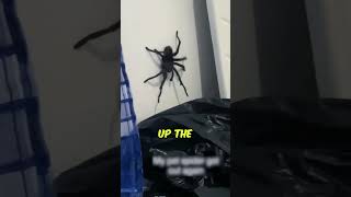Surprise visit from a giant spider in bed 😱 #shorts