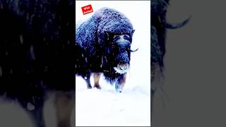 animals transfarmation#animals #animalstransformation #shorts #short #shortvideo #subscribe