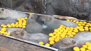 Capybaras chilling in a hot yuzu bath in winter is the most soothing scene imaginable, please enjoy.