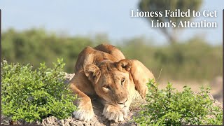 Lioness Pulls Out All the Stops to Try and Get Lion's Attention