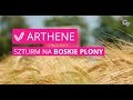 🌱 Jęczmień ozimy ARTHENE