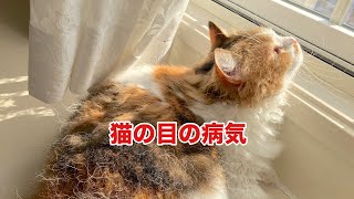 【スクーカムのネネちゃん】猫の目の病気　後編