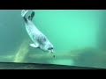 a sealebration of harbor seals