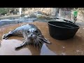 a sealebration of harbor seals