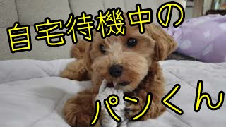 自宅待機中です【マルプー】【狂犬病予防接種】