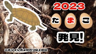 【ニホンイシガメが育つ屋上庭園】産卵しました　イシガメ産卵　イシガメ飼育　カメ産卵