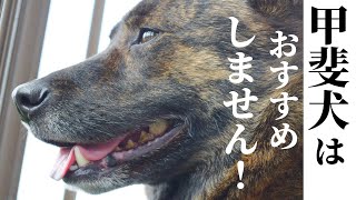 甲斐犬飼いさんの生の声を集めてみたら、色々な意味でヤバイ犬でした！【甲斐犬・柴犬】