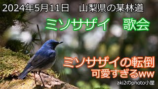 関東の探鳥　山梨の林道2024年5月11日　コルリ・ミソサザイ・ソウシチョウ・センダイムシクイ・キビタキ・ヤマガラ・シジュウカラ・ヒガラ・コガラ・コゲラ10種類