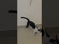 Funny Smart cats short virals  #cat #cats #cute #cutecats #littlepets