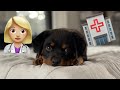 My Puppy has to go to the Vet! Rotty Ranch Vlogs #013