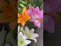 lilium or asciatic lily bulbs for sale whatsapp 93462 29469 myflowergarden gardenplants