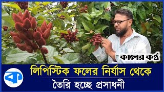 থোকায় থোকায় ঝুলছে লিপস্টিক ফল, ঠোঁট রাঙাচ্ছেন তরুণীরা | Lipstick Fruit | Jhenaidah News