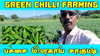 Green Chilli Farming | Cultivation of green chillies | பச்சை மிளகாய் சாகுபடி | My Farm Updated