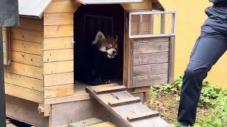 風太くんオヤツのリンゴ貰いました〜♪ レッサーパンダ　千葉市動物公園にて　2023年10月22日