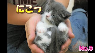 生後1か月のかわいい子猫♪ヨチヨチ歩きがスタスタ歩きに！【Cute kitten one month old】