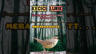 Kecici Lurik ( Cici Lurik )..Burung Imigran Bersuara Mirip Belalang Emas. . .