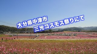 大分県中津市の三光コスモス祭りへ行ってきた。