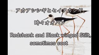 【石垣島動画野鳥図鑑】アカアシシギとセイタカシギ、時々オオバン Redshank and Black winged Stilt, sometimes coot