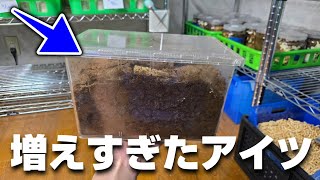 立ち入ることの出来ない島に生息するヤバいクワガタの産卵セットをひっくり返した結果