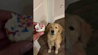 My Dog Quivers for a Cupcake