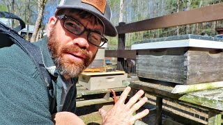 Did We Catch The Queen Bee or NOT??? (The Farm Life)