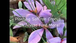 Planting Saffron Crocus with Alyssa Ford Morel