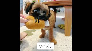 ヘンテコな犬クイズ！