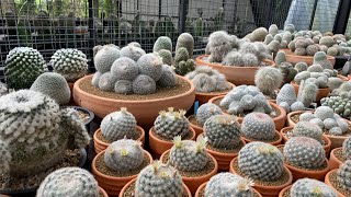 Mammillaria candida นานๆครั้งจะเป็นดอก