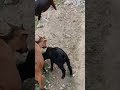 chemistry between mother goat and baby goats