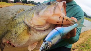 200 dollar SHAD SWIMBAIT catches MONSTER BASS!