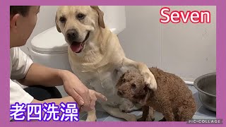 拉布拉多seven老四💕2024-11-27💕Labrador seven💕#seven老四小迷糊 queen 愛賽文一家 #拉布拉多 💕