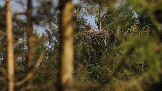 Havørn yngler i Gribskov for første gang i 100 år